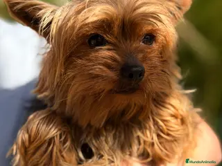 Yorkshire Terrier perros Yorkshire mini hembra ADOPCIÓN - Anuncio 2