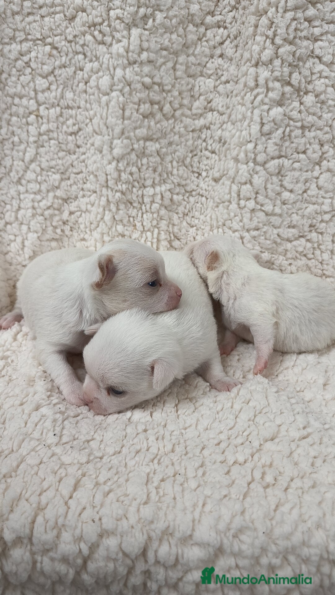 Chihuahua perros en venta: Chihuahua Blancos - Imagen 9