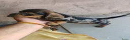 Teckel Miniatura perros en venta: Cachorra teckel arlequín plata miniatura  - Anuncio 2
