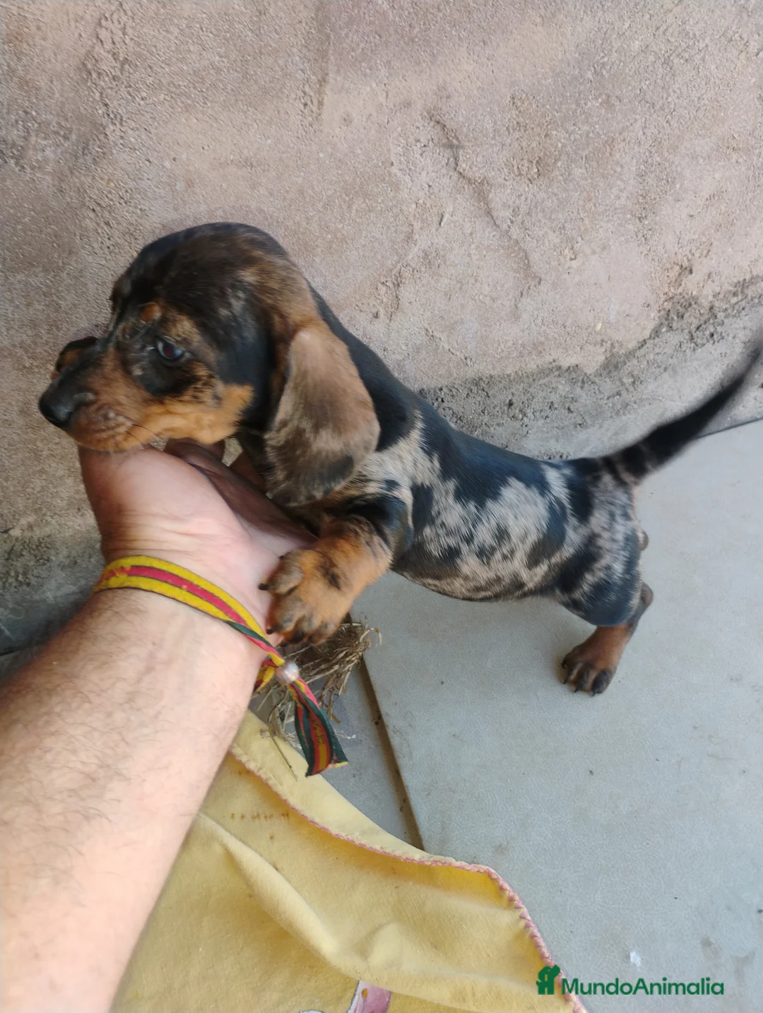 Teckel Miniatura perros en venta: Cachorra teckel arlequín plata miniatura  - Anuncio 2
