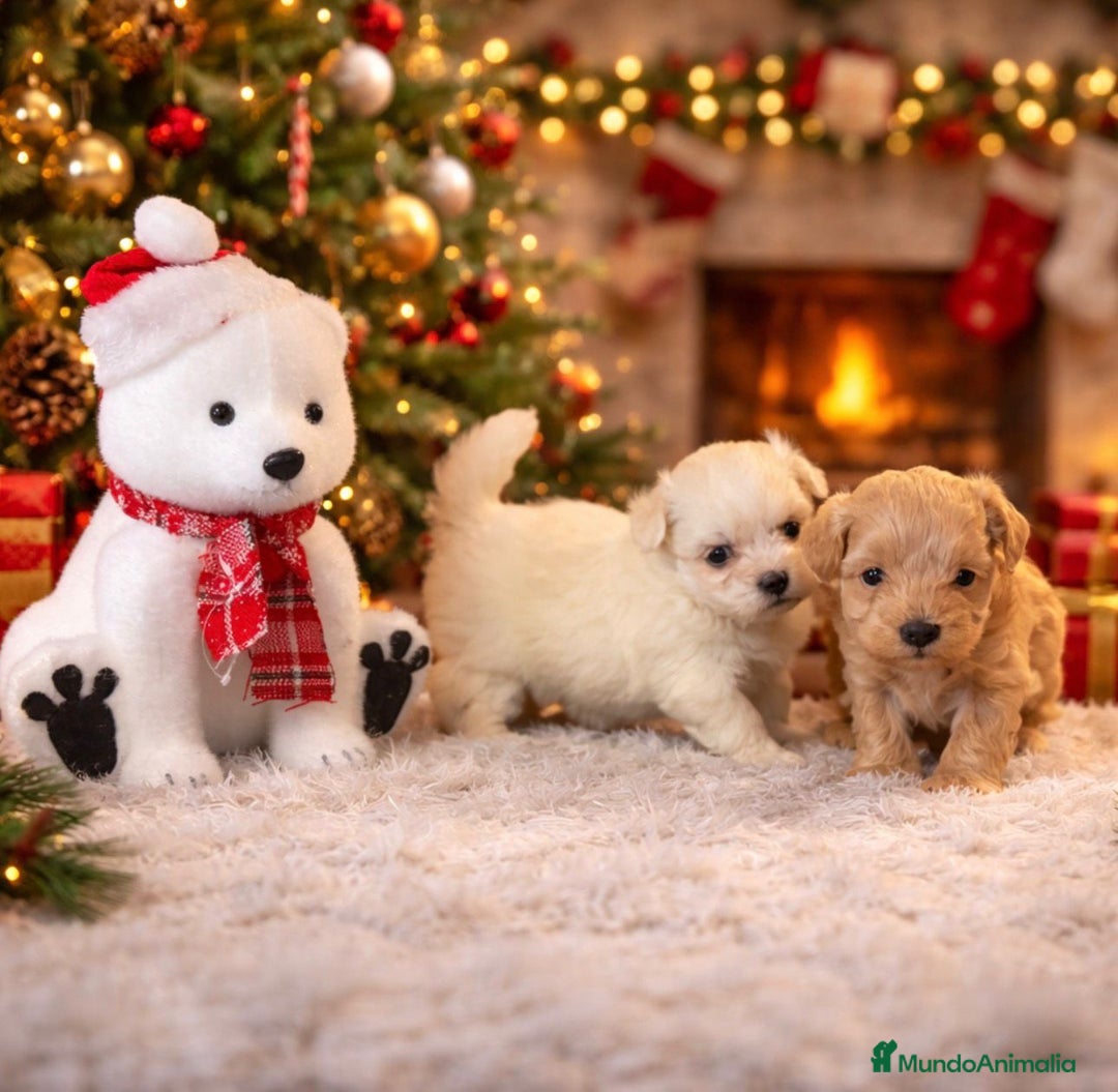 Maltipoo perros en venta: Maltipoo - Anuncio 2