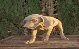 Braco Húngaro de Pelo Corto perros en venta: Braco de Weimar hembra  - Imagen 3