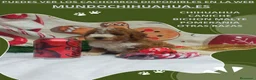 Caniche Toy perros en venta: IMPRESIONANTES CANICHES LINEA TOY  - Anuncio 15