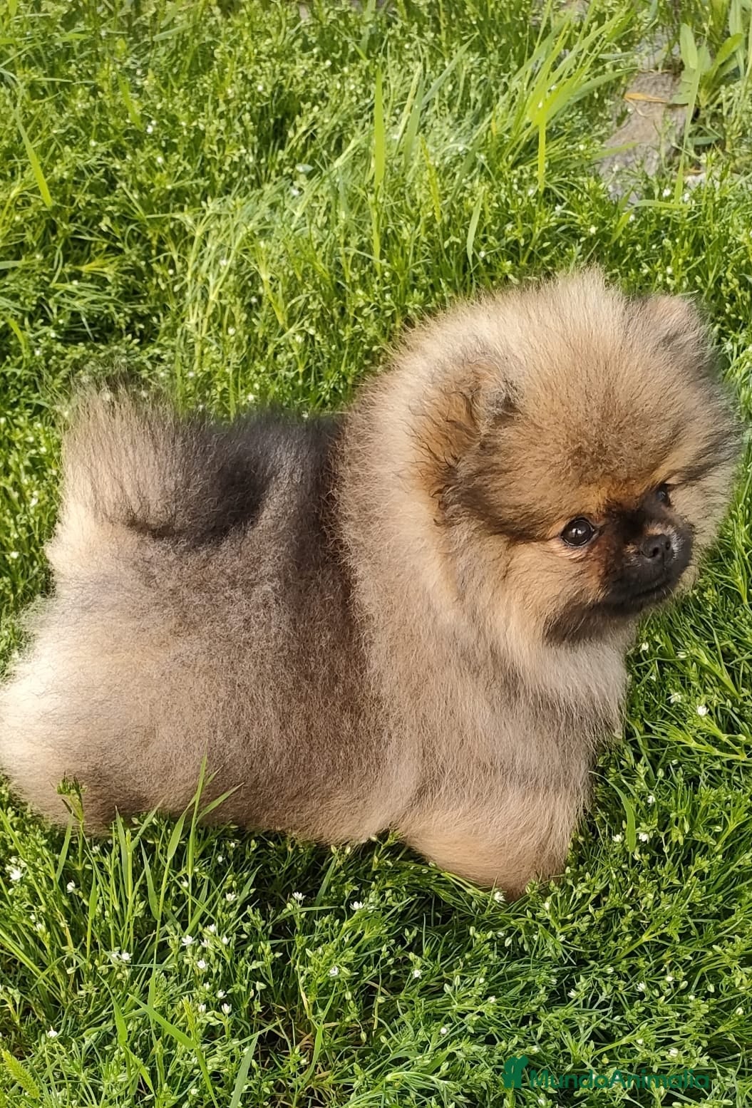 Pomerania perros EXCLUSIVO POMERANIA  - Anuncio 8