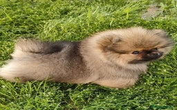 Pomerania perros en venta: EXCLUSIVO POMERANIA  - Imagen 1