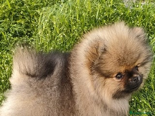 Pomerania perros - Anuncio 24