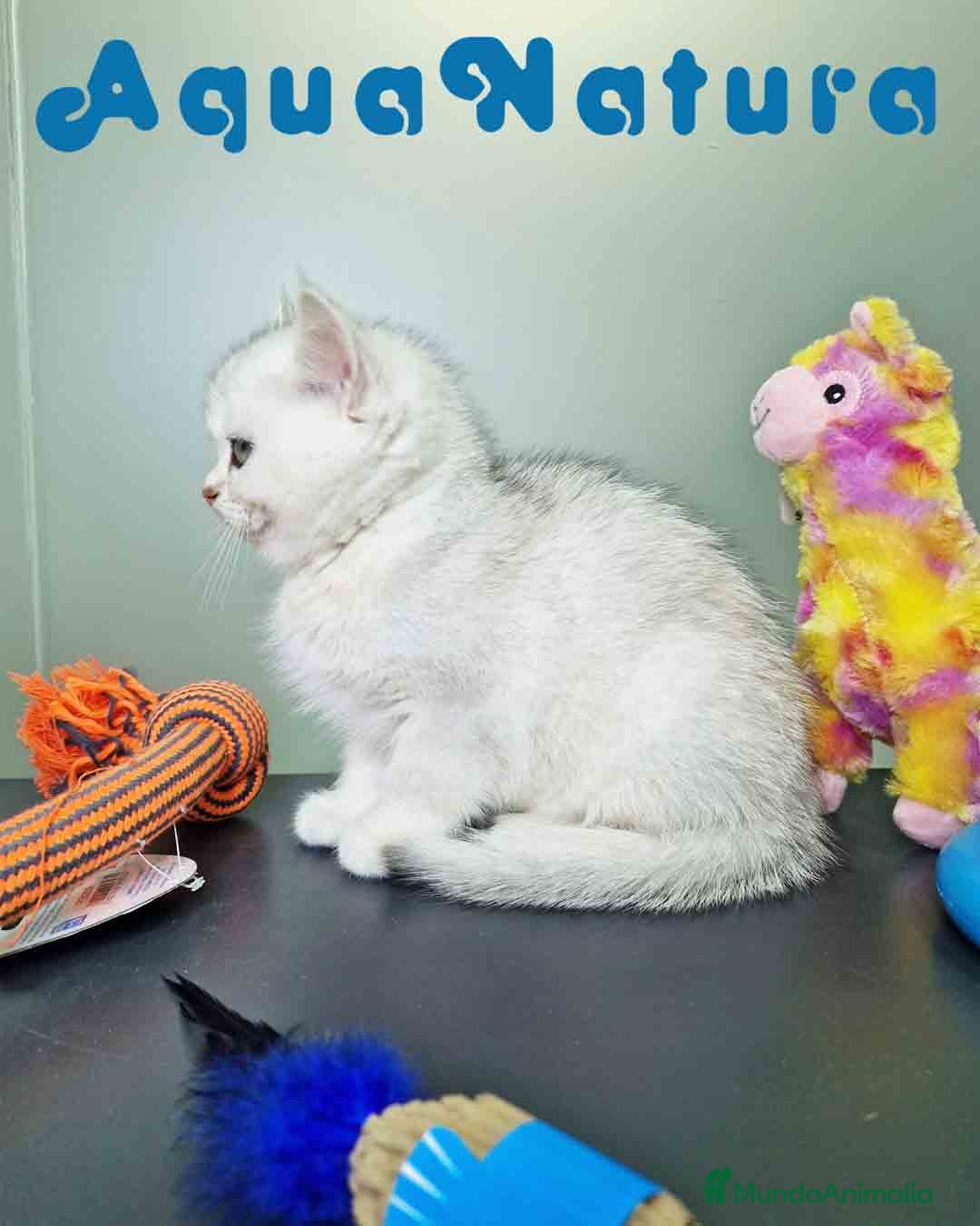 Británico de Pelo Corto gatos en venta: British Macho 7794 AQUANATURA - Anuncio 7