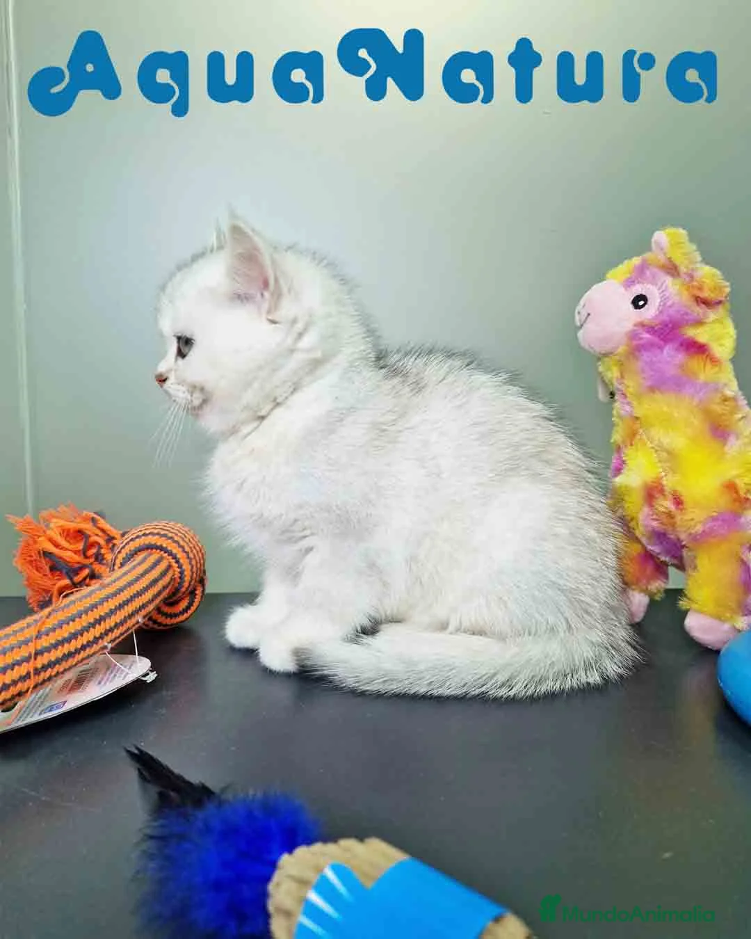 Británico de Pelo Corto gatos en venta: British Macho 7794 AQUANATURA - Anuncio 7