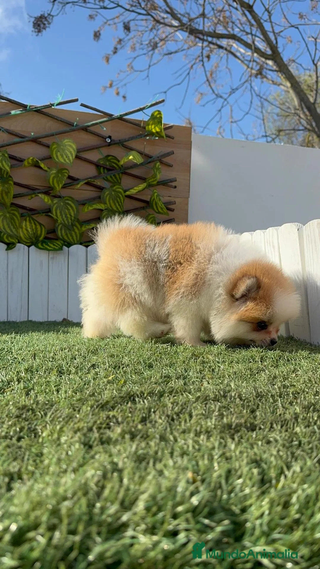 Pomerania perros en venta: POMERANIA MACHO - Anuncio 10