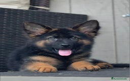 Pastor Alemán perros en venta: Pastor Alemán  - Imagen 3