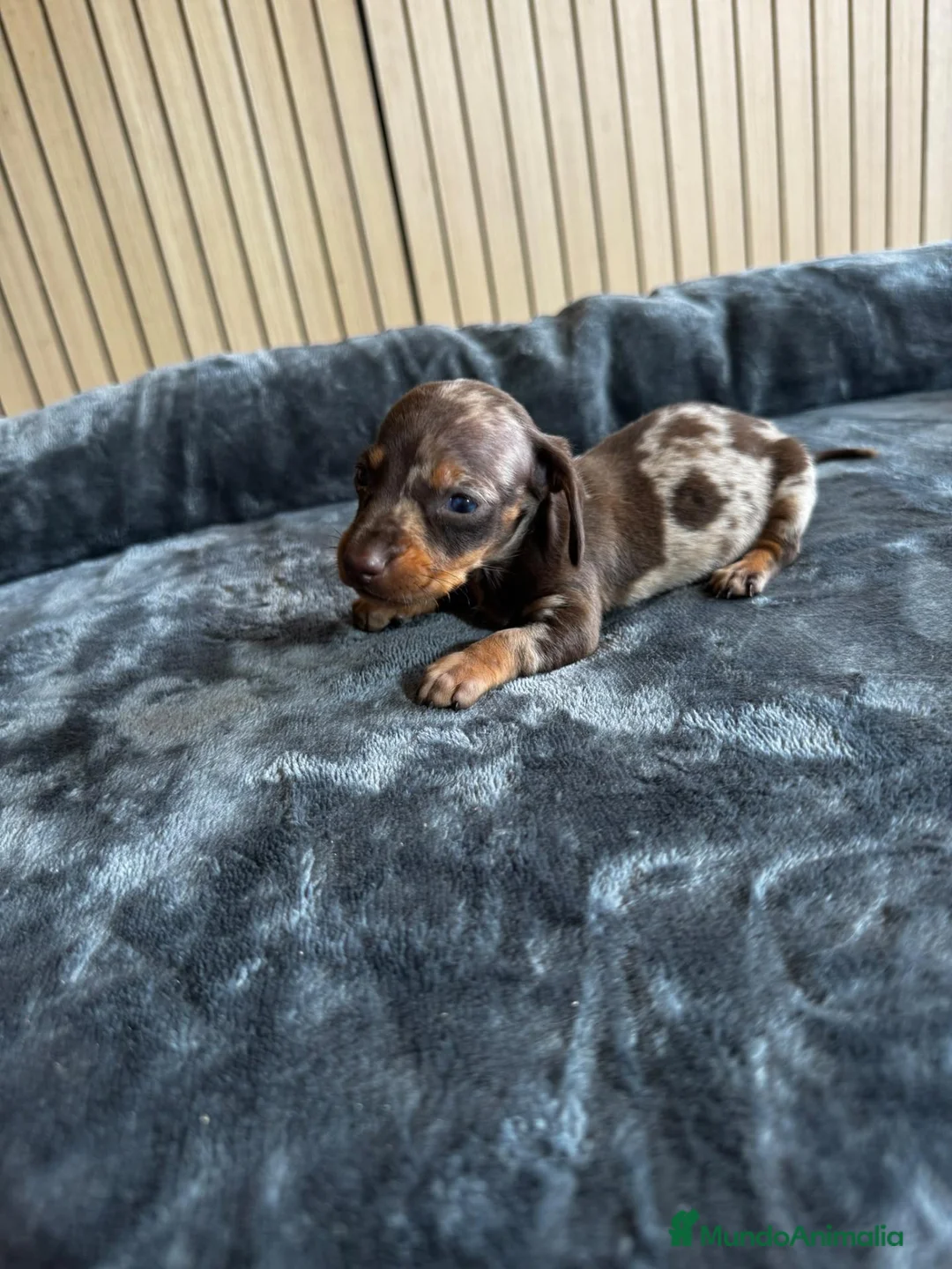 Teckel Miniatura perros en venta: Teckel miniatura chocolate y arlequín chocolate - Anuncio 2