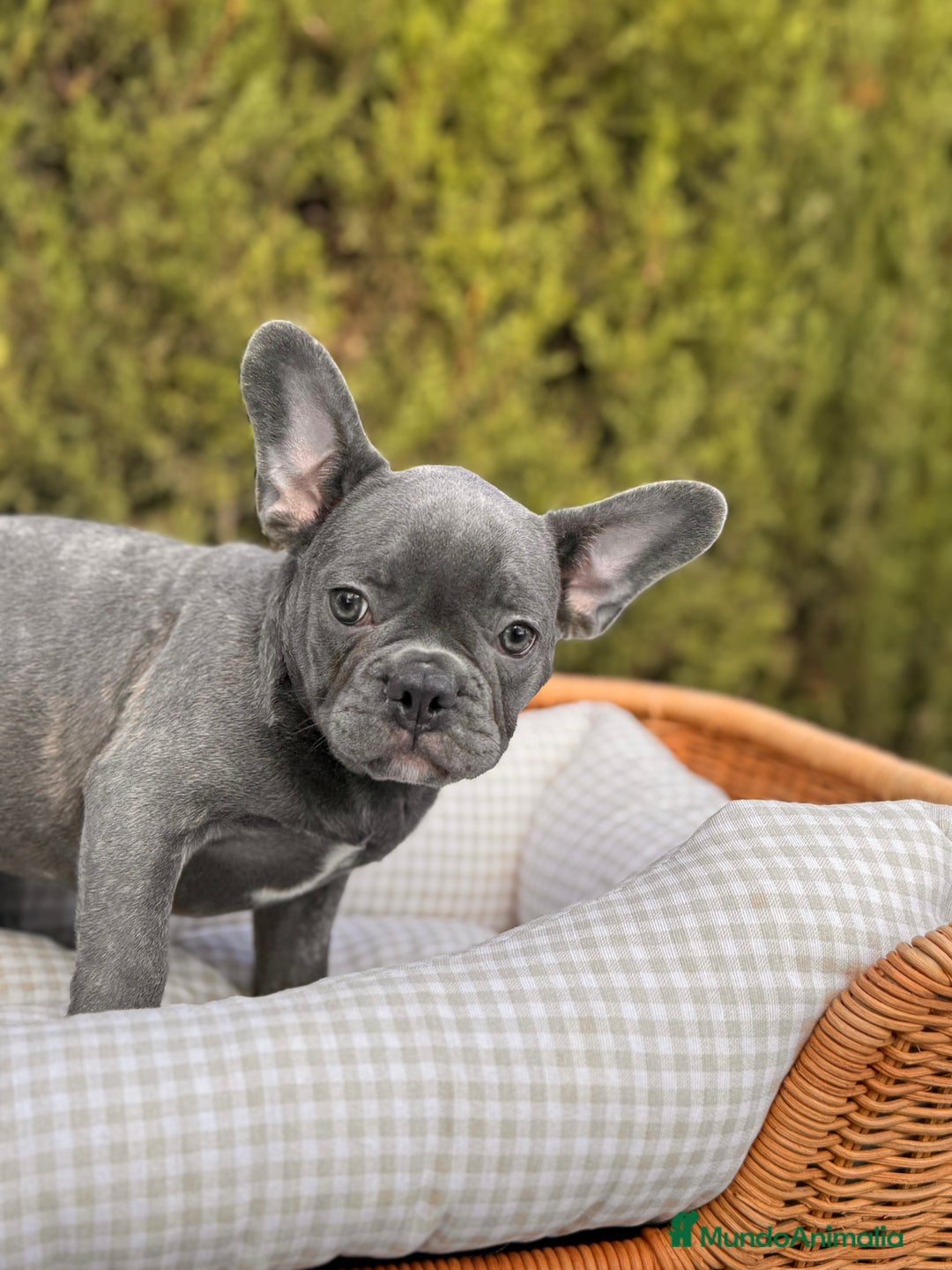 Bulldog Francés perros en venta: BULLDOG FRANCÉS BLUE ATIGRADO - Anuncio 1