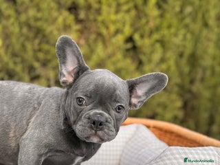 Bulldog Francés perros BULLDOG FRANCÉS BLUE ATIGRADO - Anuncio 2