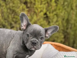 Bulldog Francés perros BULLDOG FRANCÉS BLUE ATIGRADO - Anuncio 8