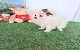 Pomerania perros en venta: Pomerania Miniatura  - Anuncio 1