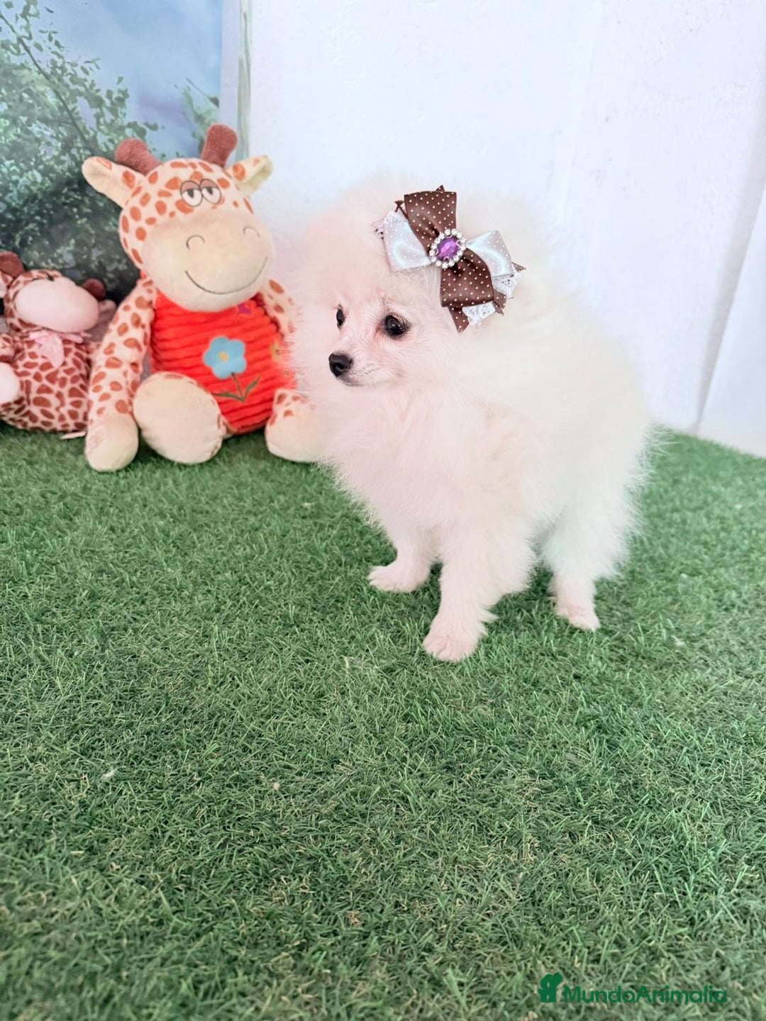 Pomerania perros en venta: Pomerania Miniatura  - Anuncio 1