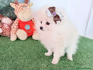 Pomerania perros Pomerania Miniatura - Anuncio 1