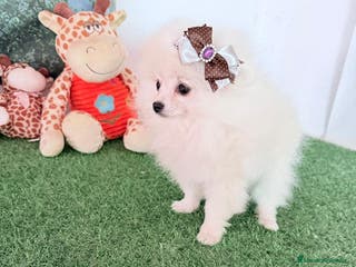 Pomerania perros Pomerania Miniatura - Anuncio 18