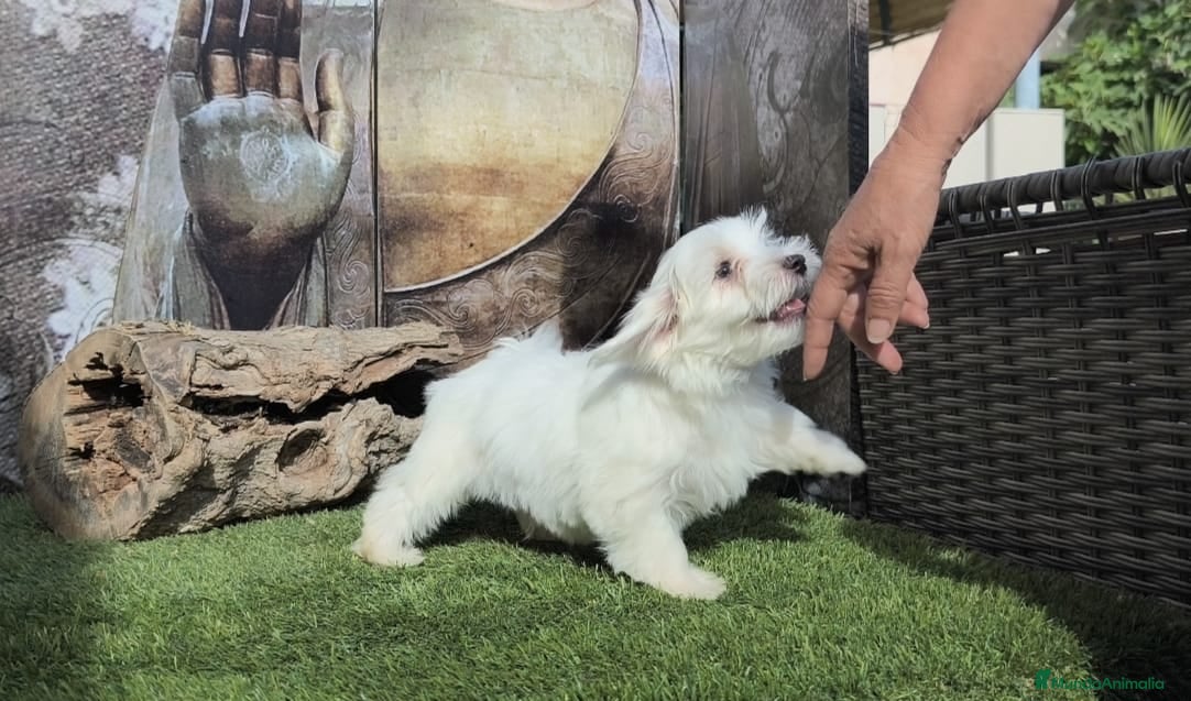 Bichón Maltés perros en venta: Bichon maltes - Anuncio 5