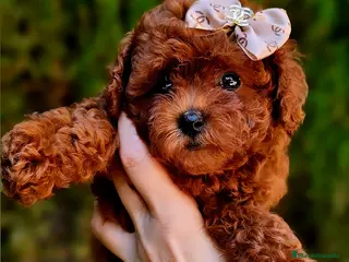 Caniche Toy perros CANICHE ASIÁTICO - Anuncio 15