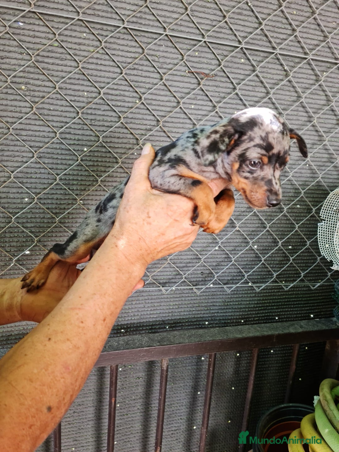 Pinscher Miniatura perros en venta: Mini pinscher  - Imagen 5