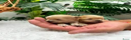Maltipoo perros en venta: MALTIPOO 100% COREANA  - Anuncio 4