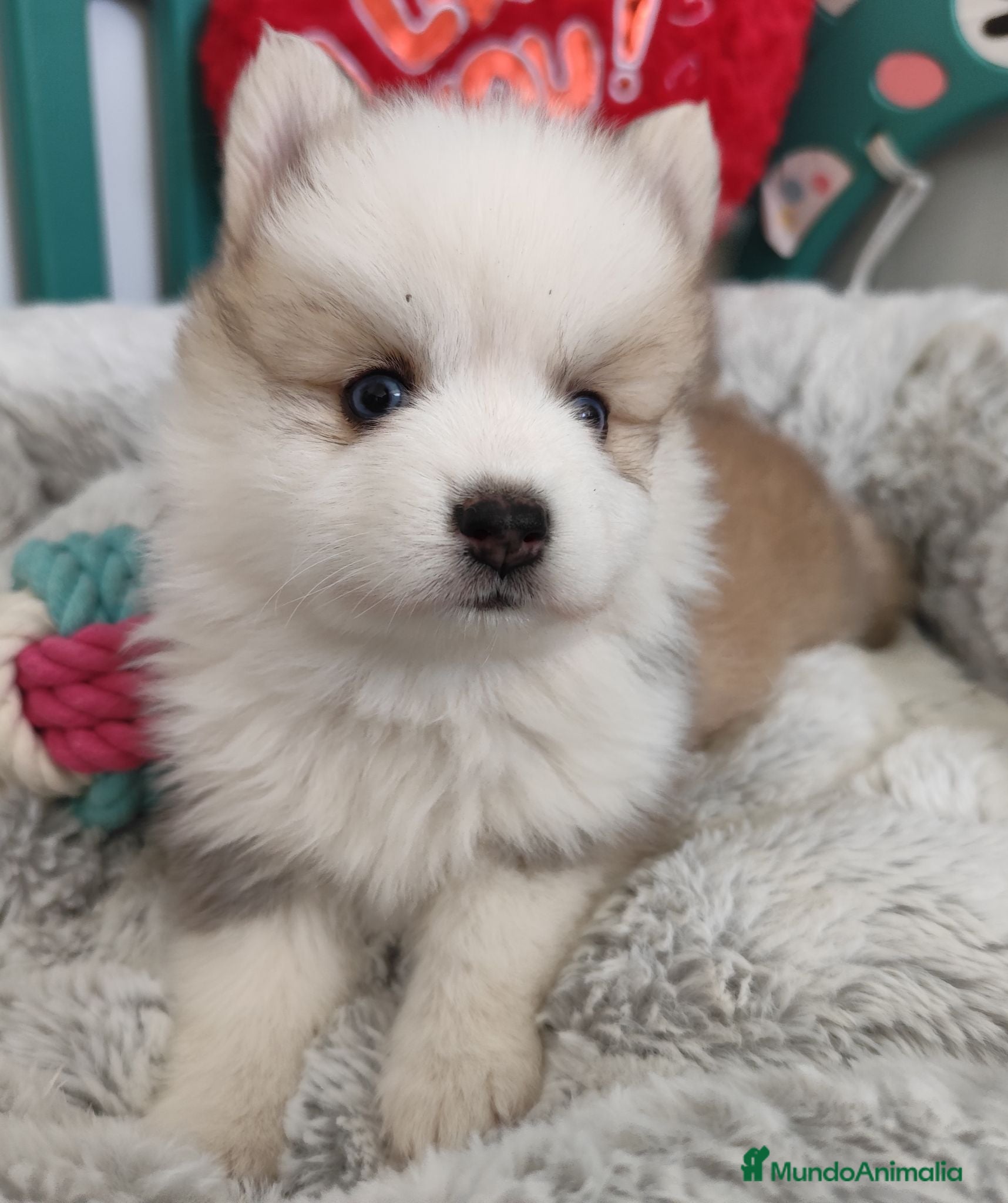 Pomsky perros Pomsky mini - Anuncio 1