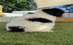 Perro de Agua Español perros en venta: PERRO DE AGUA MACHO - Imagen 8