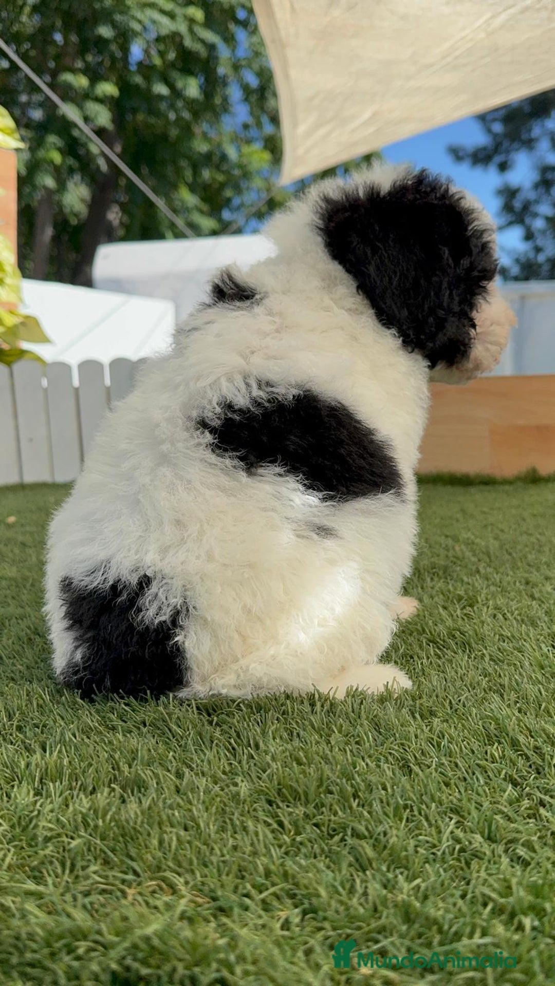 Perro de Agua Español perros en venta: PERRO DE AGUA MACHO - Imagen 8