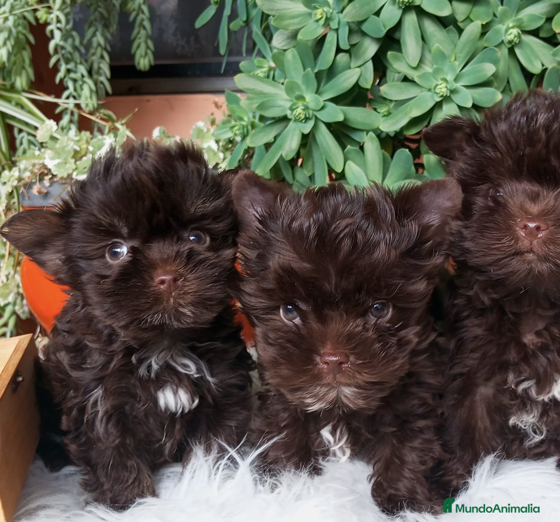 Yorkshire Terrier perros Cachorros Yorkshire Chocolate  - Anuncio 2