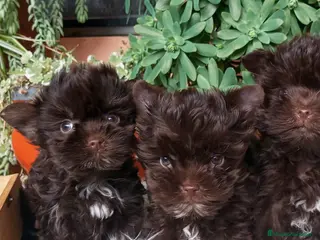 Yorkshire Terrier perros Cachorros Yorkshire Chocolate - Anuncio 2