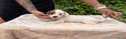 Jack Russell Terrier perros en venta: Jack Russell 500€ precio real  - Anuncio 9