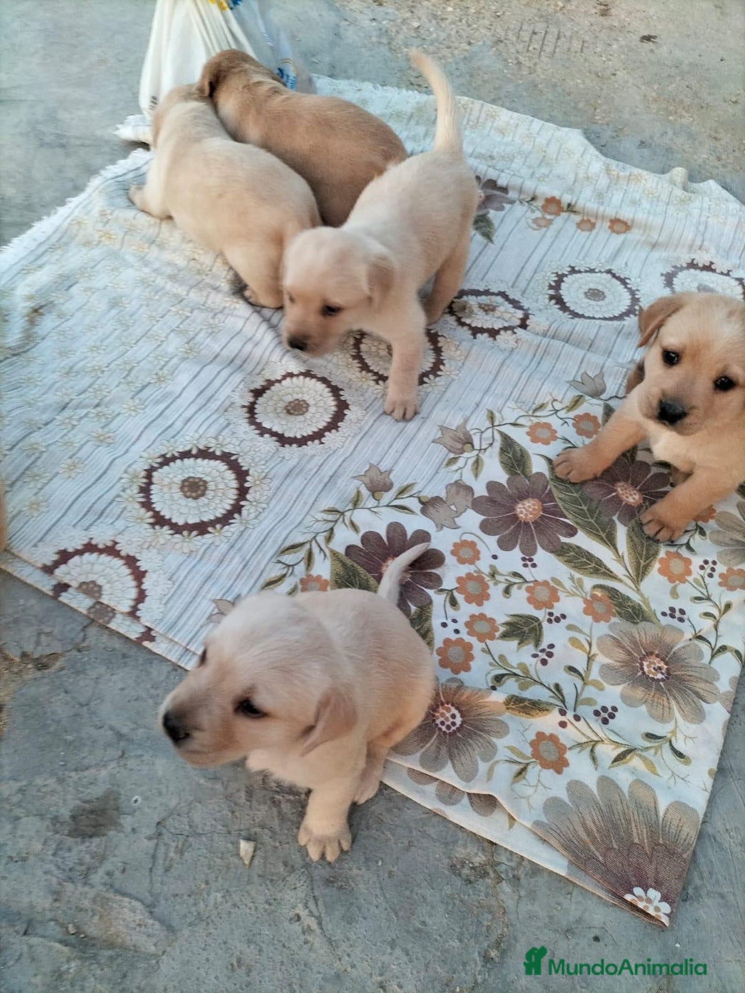 Labrador Retriever perros en venta: Labrador retriever  - Imagen 1