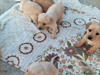 Labrador Retriever perros - Anuncio 25