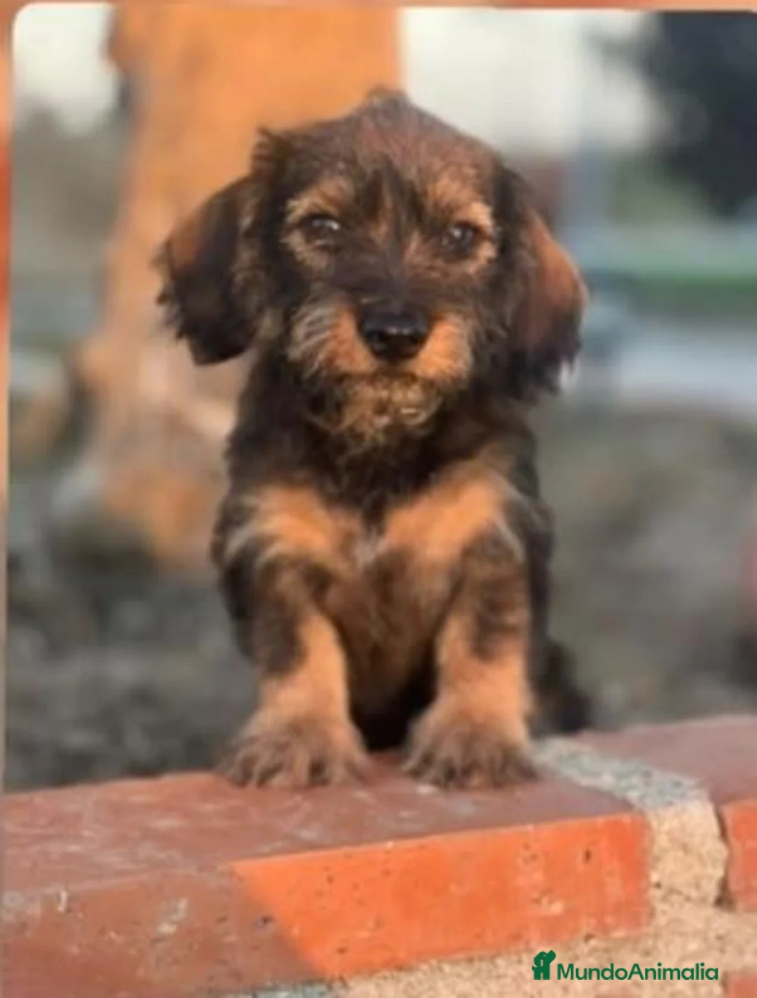Teckel perros en venta: Teckel  Pelo duro - Anuncio 2
