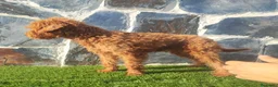 Caniche Enano perros en venta: CANICHE MACHO ADULTO - Anuncio 4