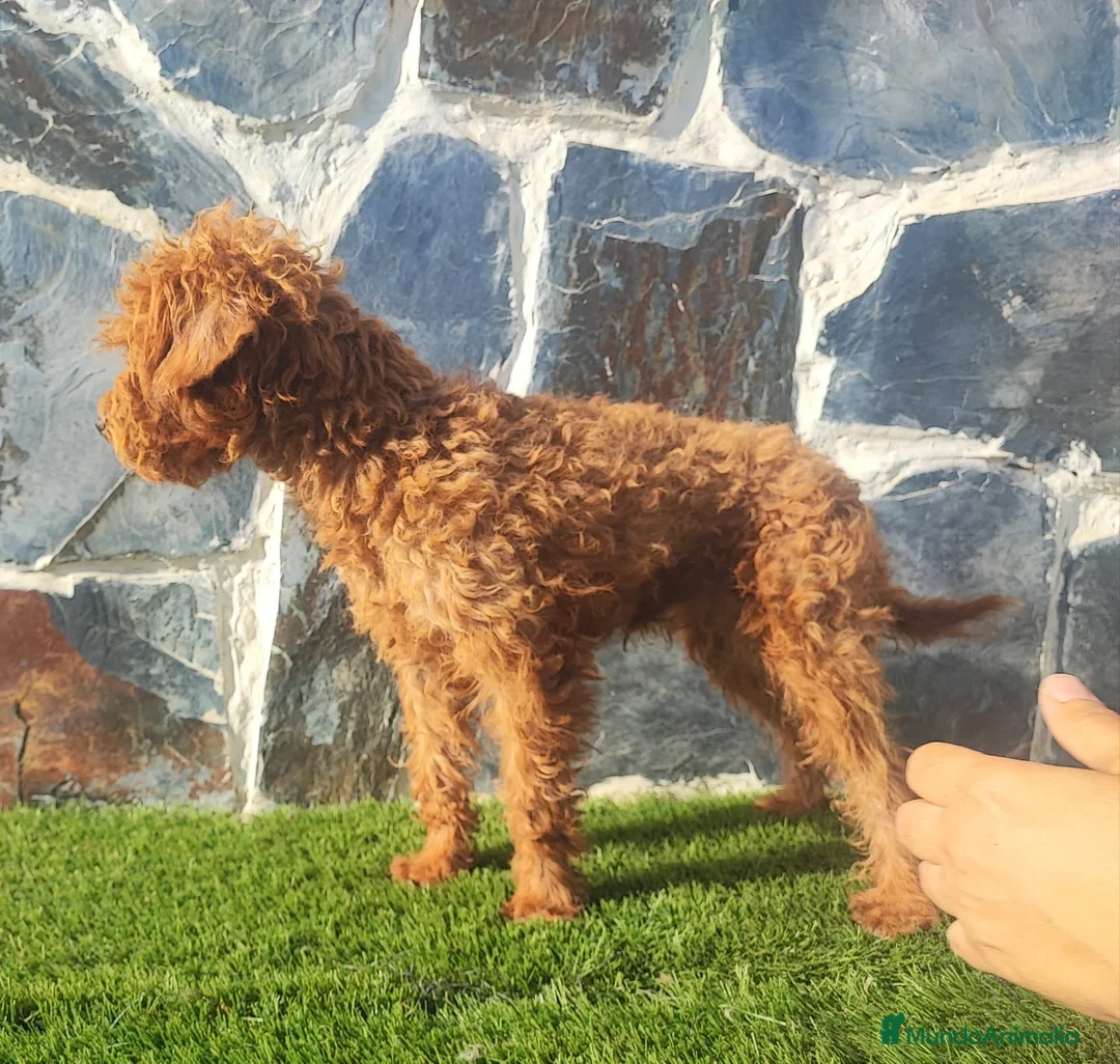 Caniche Enano perros en venta: CANICHE MACHO ADULTO - Anuncio 4