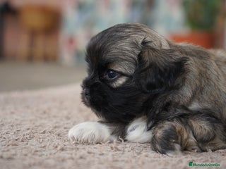 Maltipoo perros - Anuncio 2
