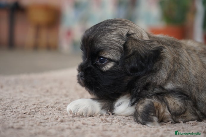 Maltipoo perros - Anuncio 10