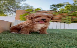 Caniche Toy perros en venta: CANICHE TOY MACHO - Imagen 14