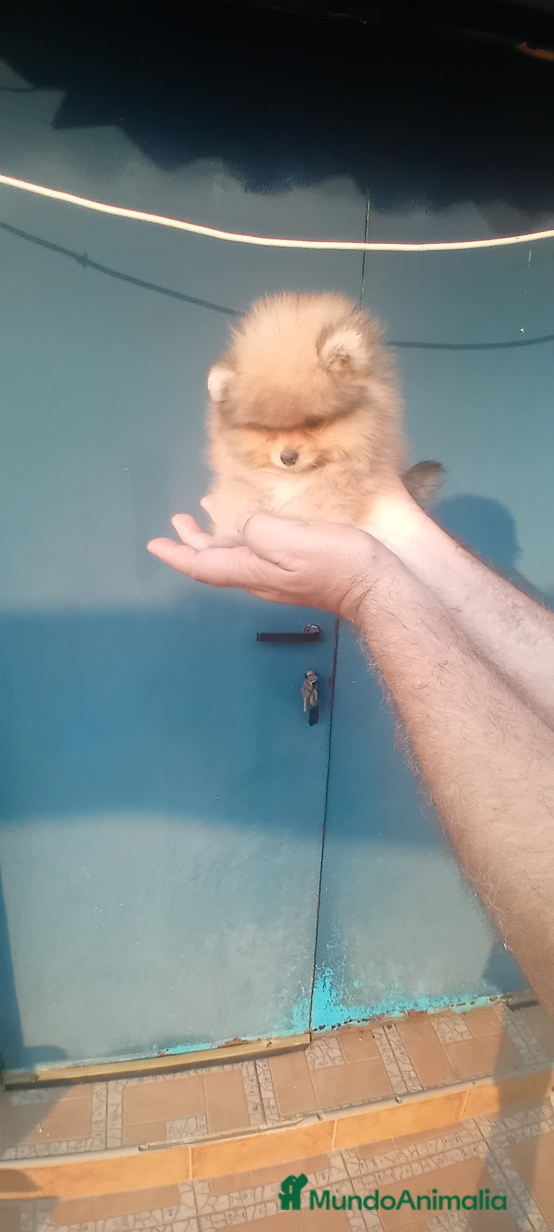Pomerania perros en venta: Preciosos pomeranias americanos boo  - Imagen 2