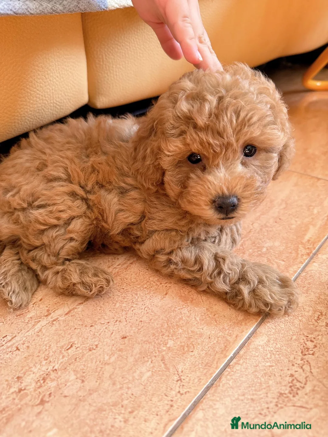 Caniche Toy perros en venta: CANICHES TOYS GRAN CALIDAD  en Murcia - Anuncio 2