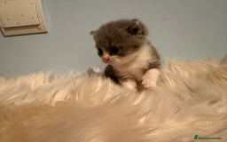 Británico de Pelo Corto gatos en venta: Hembra British bicolor - Imagen 2