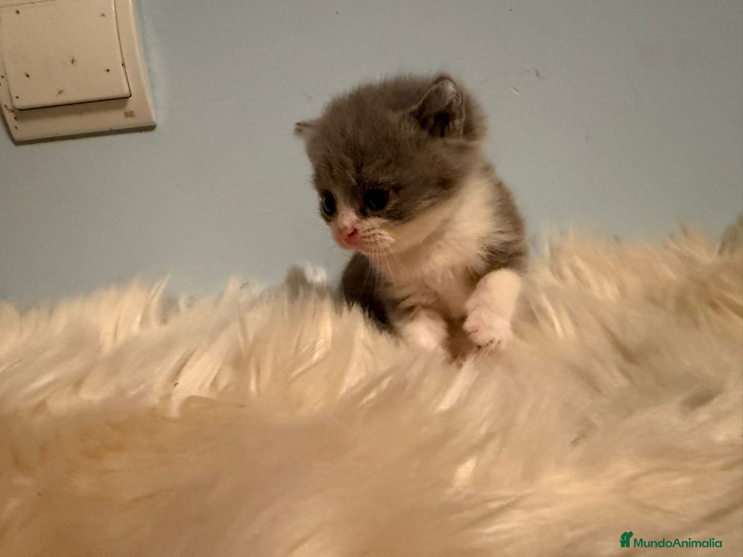 Británico de Pelo Corto gatos en venta: Hembra British bicolor - Imagen 2