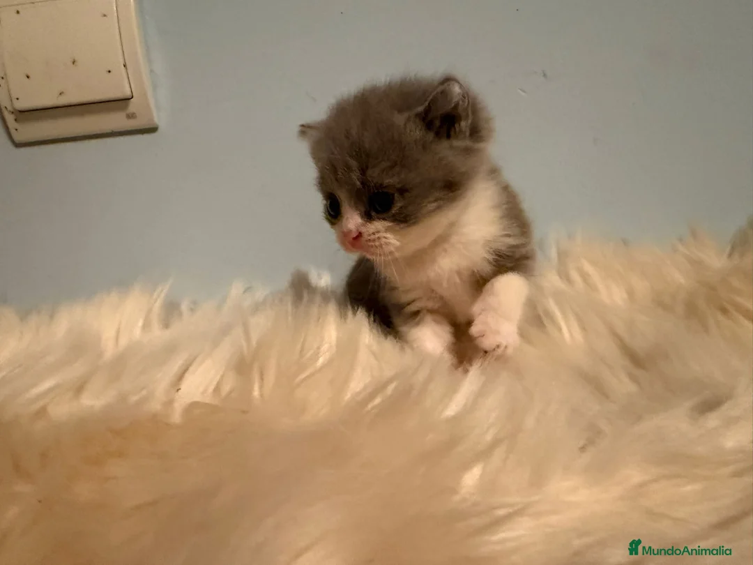 Británico de Pelo Corto gatos en venta: Hembra British bicolor - Anuncio 2