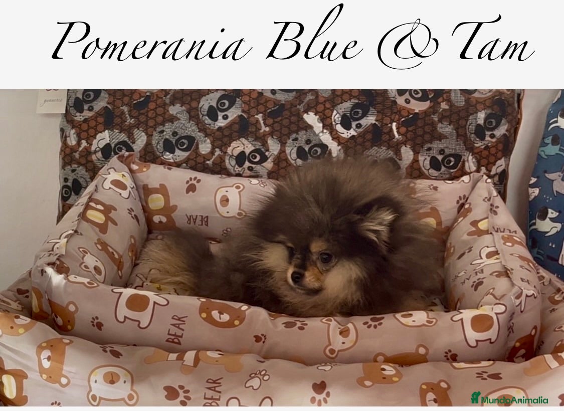 Pomerania perros Pomerania en Caraby Benidorm  - Anuncio 1
