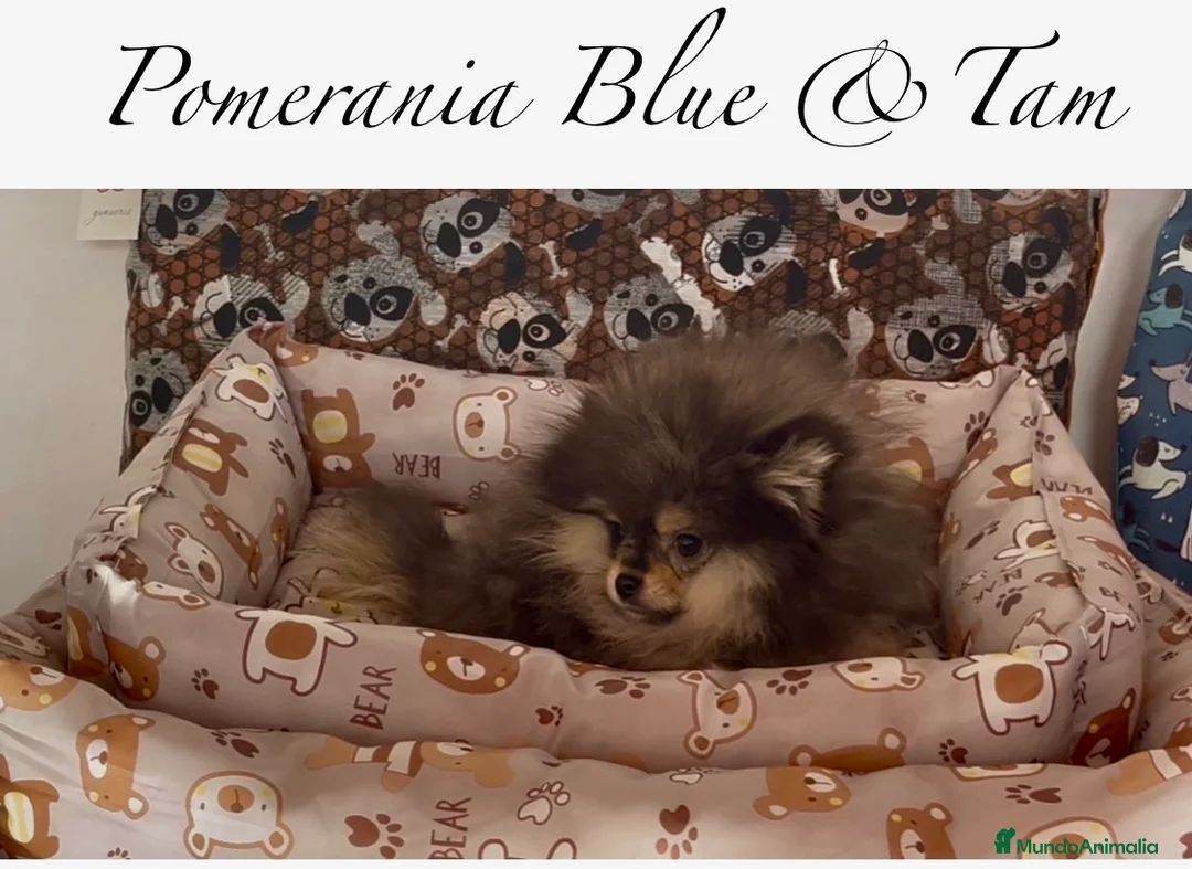 Pomerania perros en venta: Pomerania en Caraby Benidorm  - Anuncio 1