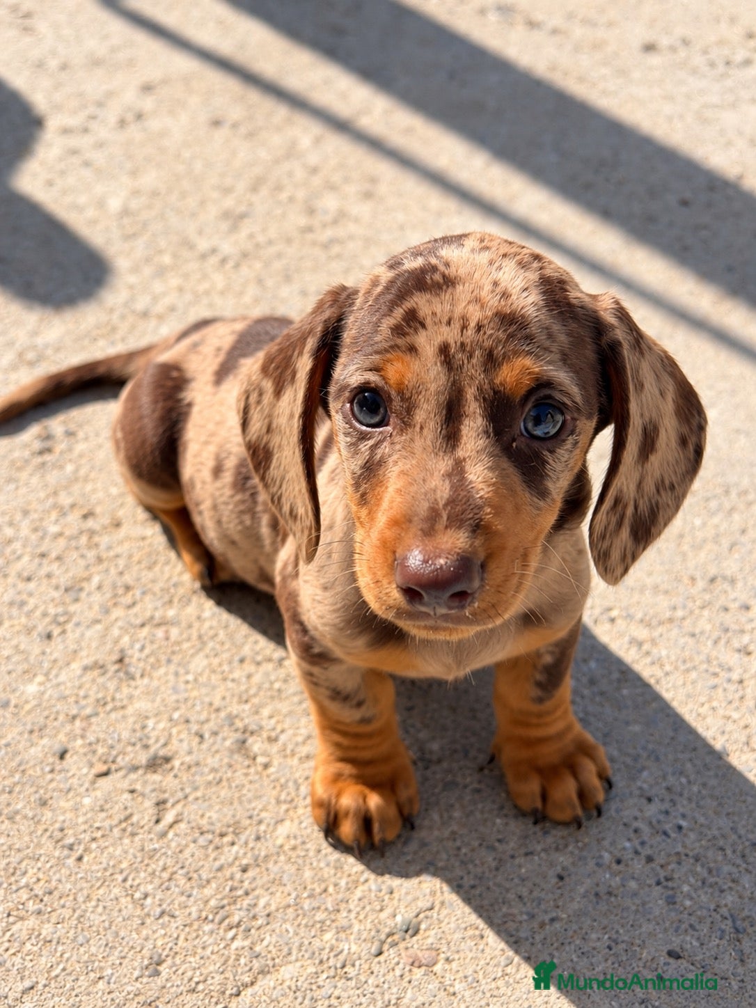 Teckel Miniatura perros en venta: Miniatura arlequín chocolate - Anuncio 1