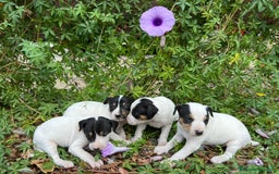 Ratonero Bodeguero Andaluz perros en venta: BODEGUEROS - Imagen 2