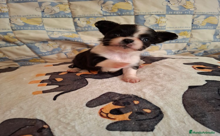 Chihuahua perros - Anuncio 2